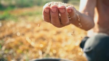 Erkek çalışkan el tahıl tam bir avuç gösterir. Tahıl toprak zemin üzerine bir çiftçinin elinde