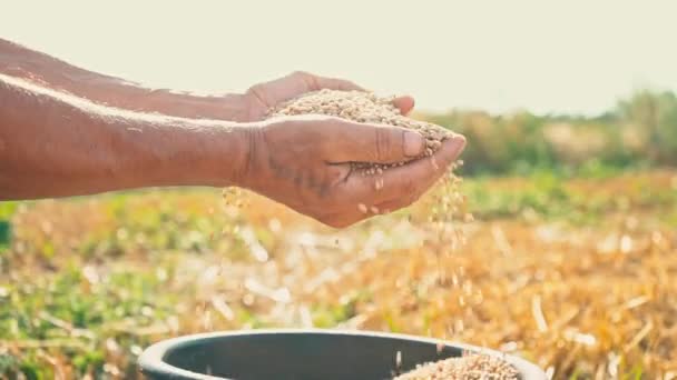 El grano está en las manos del granjero, las manos de los hombres están recogiendo trigo de un cubo — Vídeos de Stock