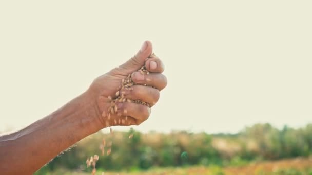 Una mano de hombre tira de un grano que cae al suelo. Grano en la mano de un granjero sobre el fondo del cielo soleado — Vídeos de Stock