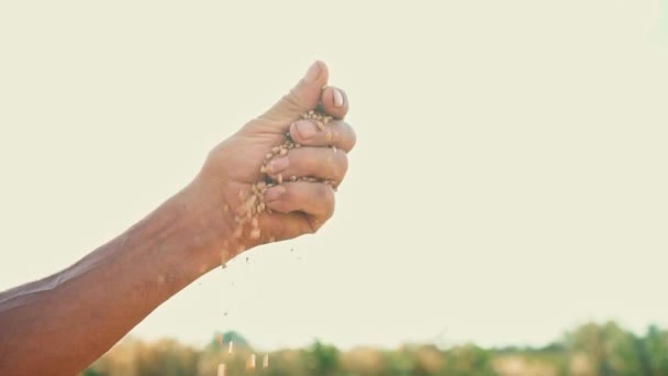 Una mano de hombre tira de un grano que cae al suelo. Grano en la mano de un granjero sobre el fondo del cielo soleado — Vídeos de Stock