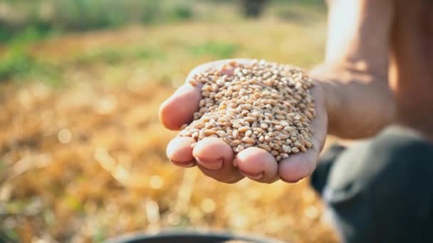Mão trabalhadora masculina mostra uma palma cheia de grãos. Grão na mão de um fazendeiro no fundo da terra — Vídeo de Stock