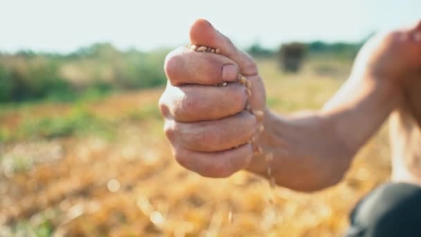 A mans hand trekt een graan dat op de grond valt. Graan in de hand van een boer op de achtergrond van de aarde — Stockvideo