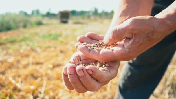 Il grano è nelle mani laboriose, il contadino valuta la qualità del grano, l'uomo esamina e analizza il grano nel suo palmo. — Video Stock