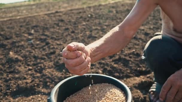 Un homme qui travaille dur prend une paume pleine de grain dans un seau et la verse en arrière. Grain dans la main d'un agriculteur sur le fond de la terre — Video