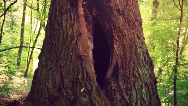 Ett hål i trädet i form av en kvinnlig reproduktiv orgel. En stor ihålig i stammen på ett träd mitt i en grön skog. En fördjupning av fåglar i ett gammalt träd — Stockvideo