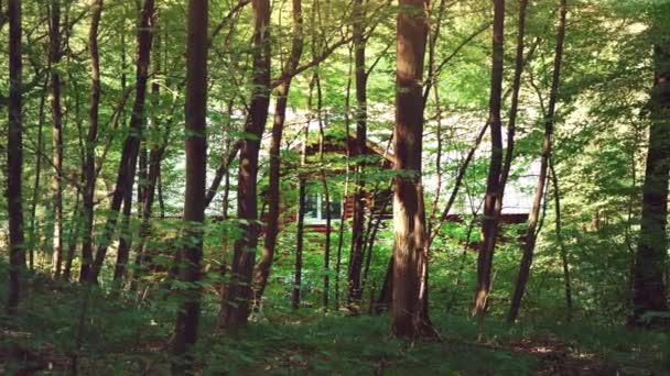 Casa de madeira na floresta. Uma casa no meio de árvores verdes. Um lugar tranquilo para relaxar no seio da natureza — Vídeo de Stock