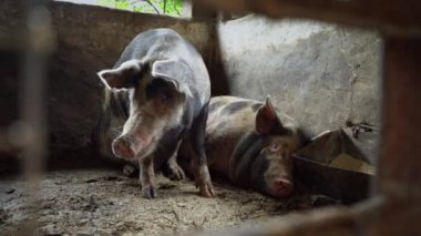 Domuz ahırı iki büyük domuz, domuz ahırı kirli bir katta benekli domuz yalan