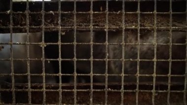 Domuz domuz ahırı bir metal kafes arkasından görüntülemek