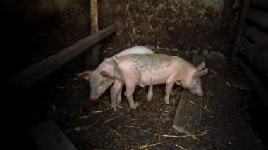 Bir çiftlikte küçük pembe domuzcuklar. İki komik domuz ahırı içinde