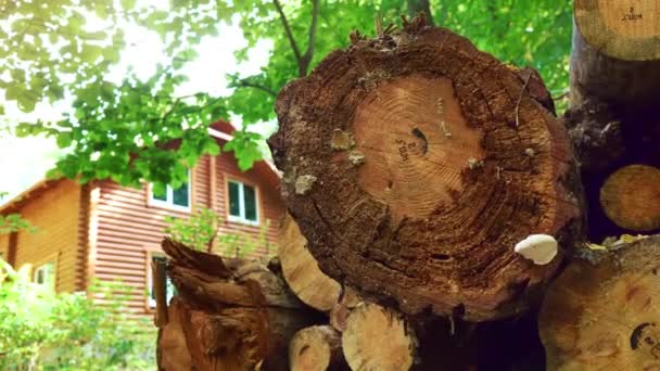 Troncos de árvore recém-roubados estão perto de uma casa de madeira em uma floresta verde. Registo. Edifícios de troncos de árvores estão em cima uns dos outros . — Vídeo de Stock