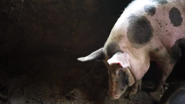 Gros porcs dans une porcherie sale et mouches, porcs avec des taches noires, porcs renifler la nourriture parmi la saleté — Video