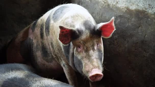 Um porco grande em uma mancha preta senta-se em uma pocilga em suas pernas traseiras, olha para a câmera, e depois se levanta — Vídeo de Stock