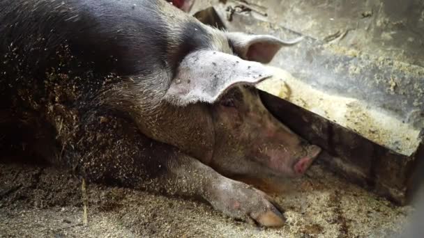 Mynningen på en gris liggande i en svinstia och tittar in i kameran, stora grisen ligger nära tråg, flugor sitta på en gris liggande i en svinstia, grisfarm — Stockvideo
