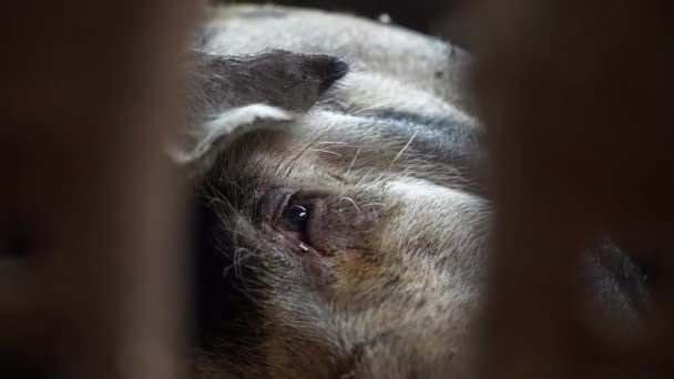 Schnauze eines Schweins, das im Schweinestall liegt und in die Kamera schaut, Fliegen sitzen auf einem Schwein, das im Schweinestall liegt, Schweinemastbetrieb — Stockvideo