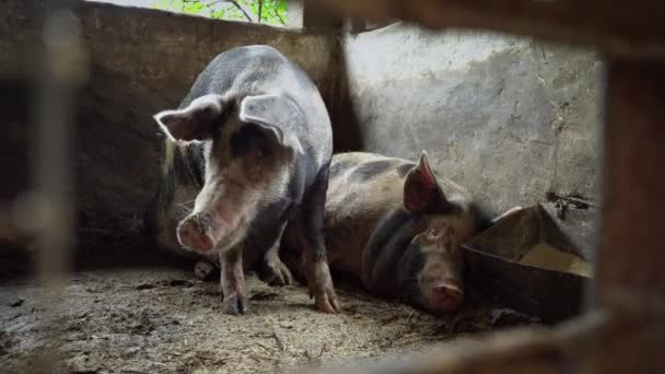 Deux gros cochons dans une porcherie, des cochons tachetés reposent sur un sol sale dans une porcherie — Video