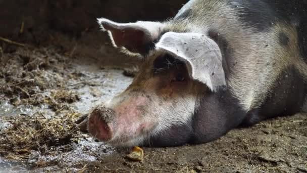 Big pig in a pigsty, spotty pig lies among the filth in the pigsty, sleeping pig, — Stock Footage Big pig in a pigsty, spotty pig lies among the filth in the pigsty, sleeping pig, Royalty Free Stock Video