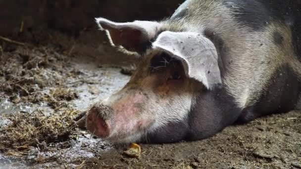 Grande porco em uma pocilga, porco manchado encontra-se entre a sujeira na pocilga, porco adormecido , — Vídeo de Stock