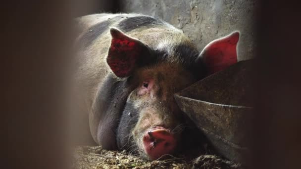 Um porco grande jaz perto do bebedouro com comida, mastigando algo saindo de sua língua — Vídeo de Stock
