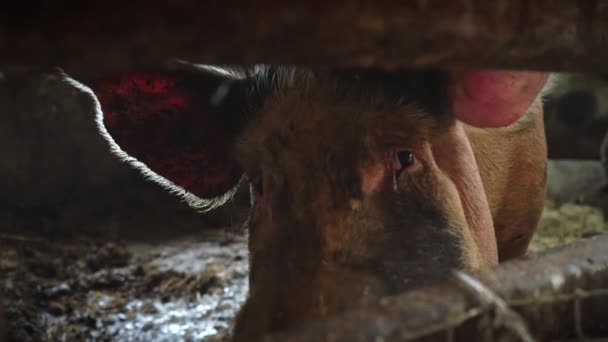 Un gros cochon dans une porcherie regarde directement la caméra, une vue du cochon entre les tiges de clôture 