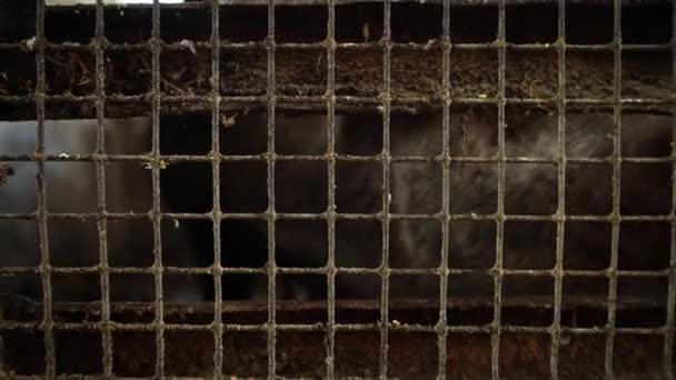 Pig in a pigsty, view from behind a metal mesh — Stock Video