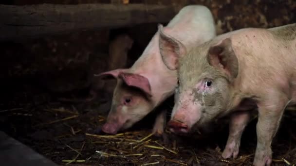 Pequeños lechones rosados en una granja. Dos cerdos divertidos en la pocilga — Vídeos de Stock