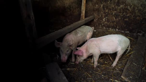 Pequeños lechones rosados en una granja. Dos cerdos divertidos en la pocilga — Vídeos de Stock