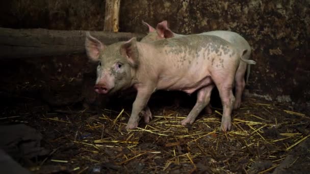 Des petits porcelets roses dans une ferme. Deux cochons drôles dans la porcherie — Video