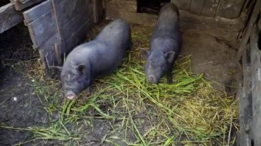 Bir çiftlikte bir kafeste siyah Vietnamca domuzlar. Domuzlar onlara atılmış bir elma yemek