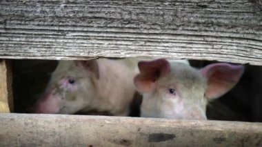 Bir çiftlikte küçük pembe domuzcuklar. İki domuz ahşap bir çit, hayvan koruma bir yuvaya kameraya bakın