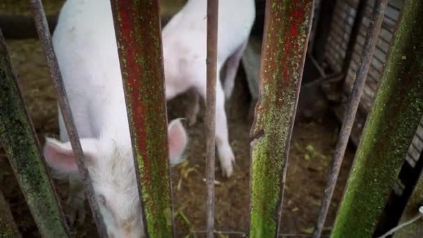 Dos pequeños lechones blancos en una pocilga, lechones detrás de una cerca de varillas de metal — Vídeos de Stock