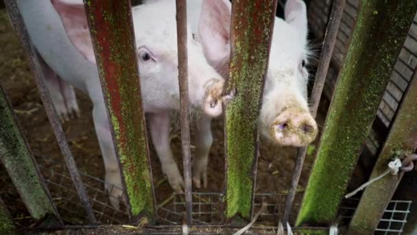 Two small white piglets in a pigsty, piglets behind a fence of metal rods — Stock Video