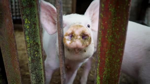 Δύο μικρά λευκά γουρουνάκια σε ένα χοιροστάσιο, χοιρίδια πίσω από ένα φράχτη από μεταλλικές βέργες, γουρούνι κολλήσει τη μύτη του μεταξύ του Χονδρόσυρμα — Αρχείο Βίντεο
