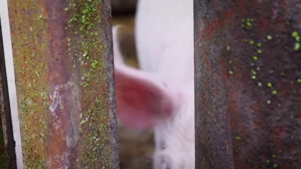 Petit porcelet blanc dans une porcherie, porcelet derrière une clôture de tiges métalliques, porcherie — Video