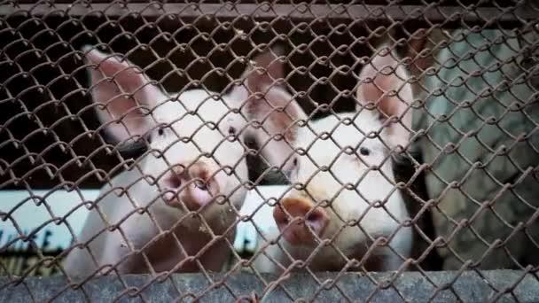 Dos pequeños lechones blancos en una pocilga, lechones detrás de una malla metálica, granja de cerdos — Vídeos de Stock