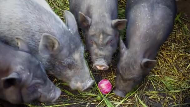 Чёрные вьетнамские свиньи в клетке на ферме. Свиньи едят яблоко, брошенное ими. — стоковое видео