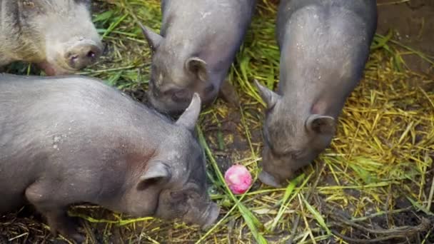 Svart vietnamesiska svin i en bur på en gård. Svinen äter ett äpple som kastat dem — Stockvideo