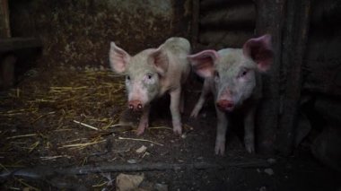 Bir çiftlikte küçük pembe domuzcuklar. İki komik domuz ahırı içinde