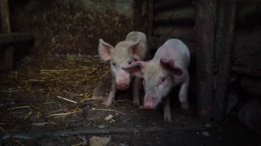 Bir çiftlikte küçük pembe domuzcuklar. İki komik domuz ahırı, çiftlik hayvanları içinde