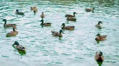 Ördekler çok sayıda denizinde yüzerim. Ördek ailesi aktif gagaları suyun altına düşürülmesi su yüzeyinde yüzen