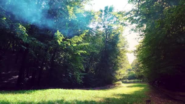 Ο ήλιος λάμπει μέσα από τα φύλλα και την ομίχλη. Καπνίζουν στο δάσος. Μαγικό δάσος — Αρχείο Βίντεο
