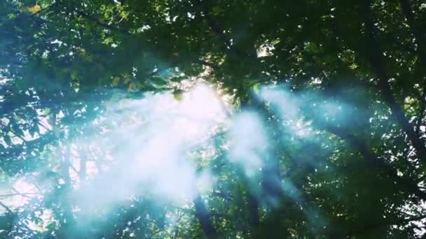 O sol brilha através das folhas e do nevoeiro. Fumar na floresta. Floresta mágica — Vídeo de Stock
