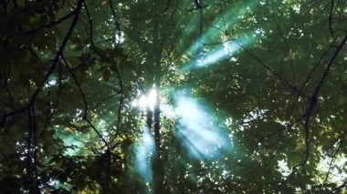 Güneş yaprakları ve sis parlar. Ormanda duman. Sihirli orman