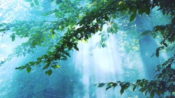 Le soleil brille à travers les feuilles et le brouillard. Fumée dans la forêt. Forêt magique — Video