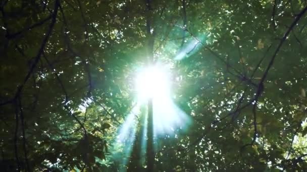 O sol brilha através das folhas e do nevoeiro. Fumar na floresta. Floresta mágica — Vídeo de Stock