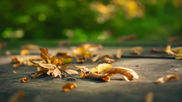 Żółte, suche liście, na starym drewnianym stole. Żółte liście na tle zielonych drzew. — Wideo stockowe