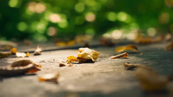 Yellow dry leaves on an old wooden table. Yellow leaves against a background of green trees. — Stock Video