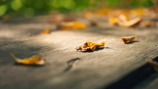Feuilles jaunes sèches sur une vieille table en bois. Feuilles jaunes sur fond d'arbres verts .