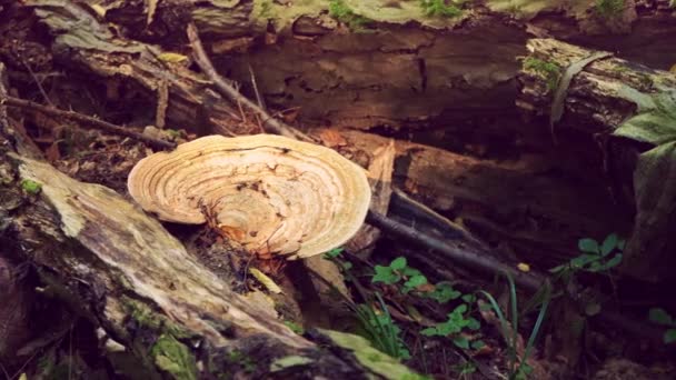 Un grand champignon sur un arbre sec. Nature sauvage — Video
