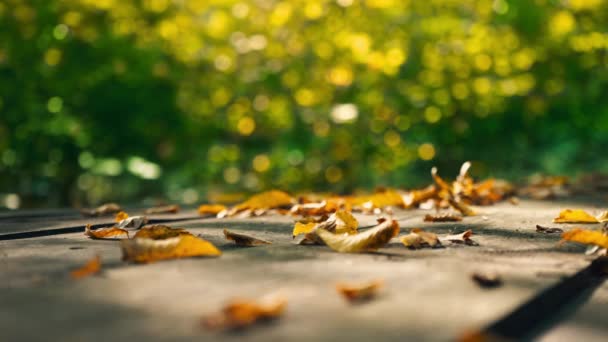 Yellow dry leaves on an old wooden table. Yellow leaves against a background of green trees. — Stock Video