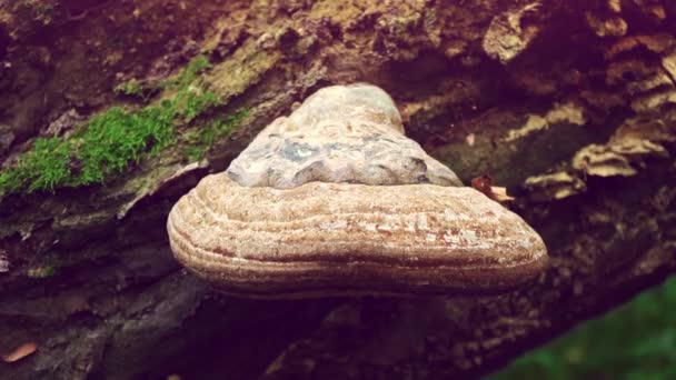 Een grote paddestoel op een droge boom. Wilde natuur — Stockvideo